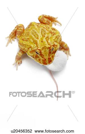Stock Image - Ceratophrys Cranwelli, Ornate Horned Frog, Frog. Fotosearch