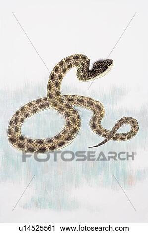 Stock Image - Chinese Fine art, Traditional Chinese Painting, Year Of The Snake. Fotosearch