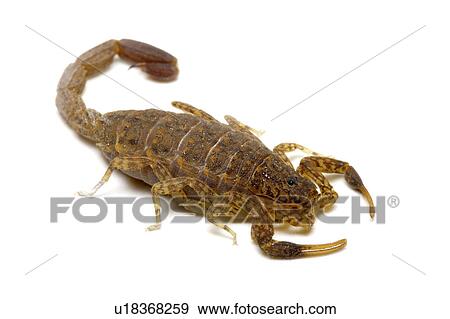 Chinese Swimming Scorpion, Scorpion View Large Photo Image Stock Photo - Chinese Swimming Scorpion, Scorpion. Fotosearch