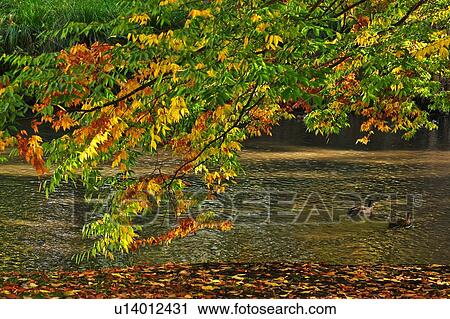 Stock Image - Christchurch, Botanical Garden, South Island New Zealand. Fotosearch