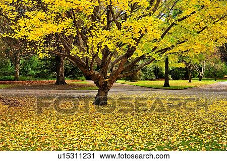 Stock Image - Christchurch, Botanical Garden, South Island New Zealand. Fotosearch