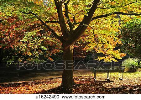 Stock Image - Christchurch, Botanical Garden, South Island New Zealand. Fotosearch