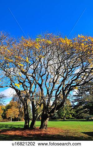 Christchurch, Botanical Garden, South Island New Zealand View Large Photo Image Stock Image - Christchurch, Botanical Garden, South Island New Zealand. Fotosearch