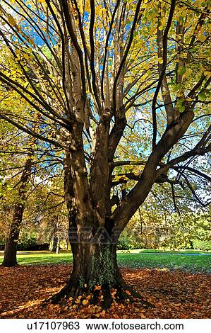 Stock Image - Christchurch, Botanical Garden, South Island New Zealand. Fotosearch