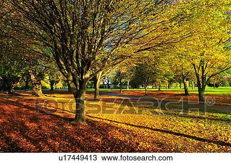 Christchurch, Botanical Garden, South Island New Zealand View Large Photo Image Stock Image - Christchurch, Botanical Garden, South Island New Zealand. Fotosearch