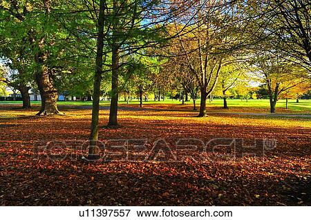 Christchurch, Botanical Garden, South Island New Zealand View Large Photo Image Stock Photo - Christchurch, Botanical Garden, South Island New Zealand. Fotosearch