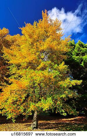 Christchurch, Botanical Garden, South Island New Zealand View Large Photo Image Stock Photo - Christchurch, Botanical Garden, South Island New Zealand. Fotosearch