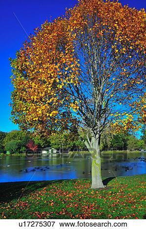 Stock Photo - Christchurch, Botanical Garden, South Island New Zealand. Fotosearch