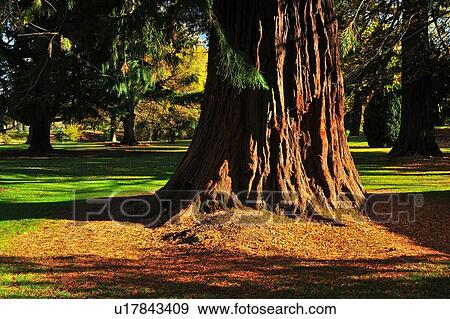 Christchurch, Botanical Garden, South Island New Zealand View Large Photo Image Stock Photo - Christchurch, Botanical Garden, South Island New Zealand. Fotosearch