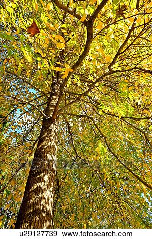 Stock Photo - Christchurch, Botanical Garden, South Island New Zealand. Fotosearch
