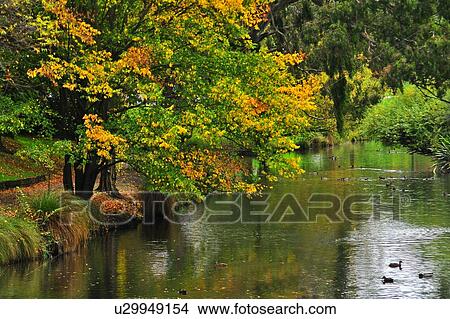 Picture - Christchurch, Hagley Park, South Island New Zealand. Fotosearch
