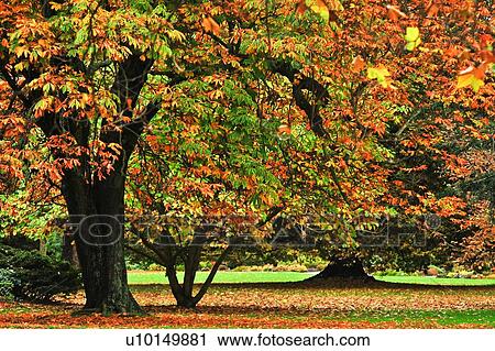 Christchurch, Hagley Park, South Island New Zealand View Large Photo Image Stock Image - Christchurch, Hagley Park, South Island New Zealand. Fotosearch