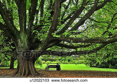 Stock Image - Christchurch, Hagley Park, South Island New Zealand. Fotosearch
