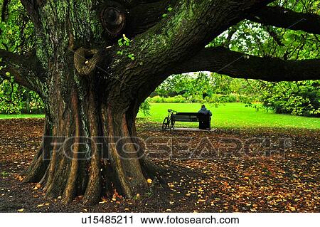 Christchurch, Hagley Park, South Island New Zealand View Large Photo Image Stock Image - Christchurch, Hagley Park, South Island New Zealand. Fotosearch