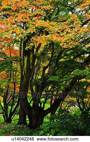 Christchurch, Hagley Park, South Island New Zealand View Large Photo Image Stock Photo - Christchurch, Hagley Park, South Island New Zealand. Fotosearch