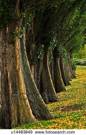 Christchurch, Hagley Park, South Island New Zealand View Large Photo Image Stock Photo - Christchurch, Hagley Park, South Island New Zealand. Fotosearch