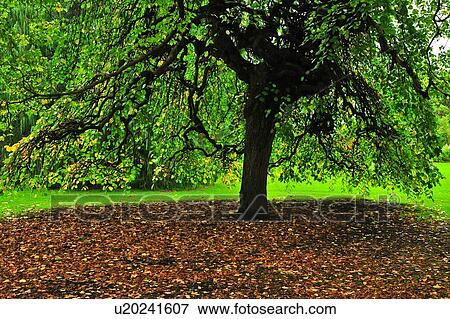 Stock Photo - Christchurch, Hagley Park, South Island New Zealand. Fotosearch