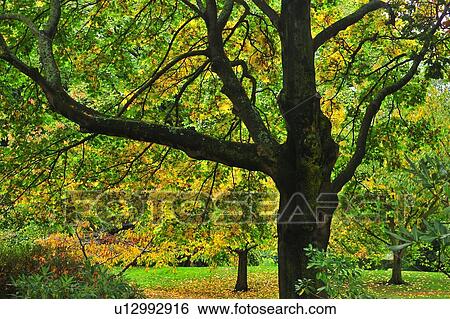 Stock Photograph - Christchurch, Hagley Park, South Island New Zealand. Fotosearch