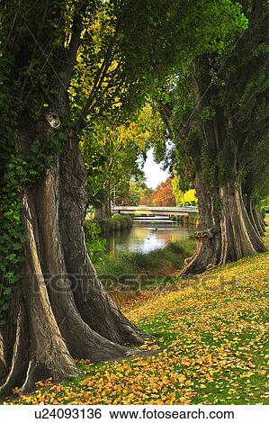 Stock Photograph - Christchurch, Hagley Park, South Island New Zealand. Fotosearch