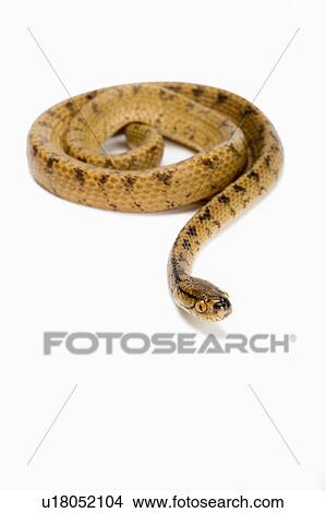 Chunk-Head Snake, Snake View Large Photo Image Picture - Chunk-Head Snake, Snake. Fotosearch