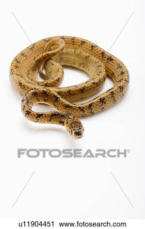 Chunk-Head Snake, Snake View Large Photo Image Stock Image - Chunk-Head Snake, Snake. Fotosearch