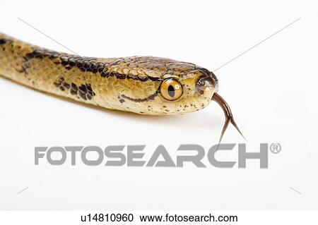 Stock Image - Chunk-Head Snake, Snake. Fotosearch