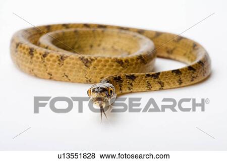 Stock Photo - Chunk-Head Snake, Snake. Fotosearch