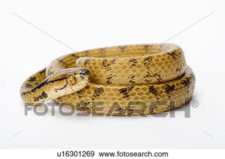 Stock Photo - Chunk-Head Snake, Snake. Fotosearch