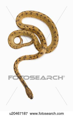 Stock Photo - Chunk-Head Snake, Snake. Fotosearch