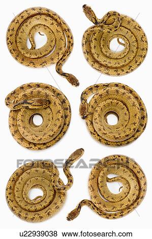 Stock Photo - Chunk-Head Snake, Snake. Fotosearch