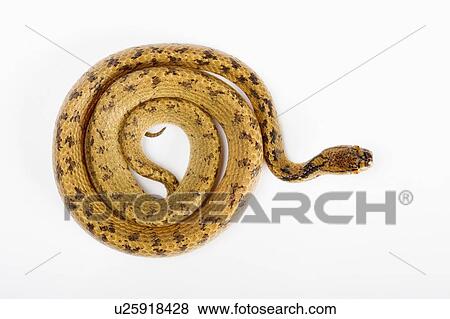 Chunk-Head Snake, Snake View Large Photo Image Stock Photo - Chunk-Head Snake, Snake. Fotosearch