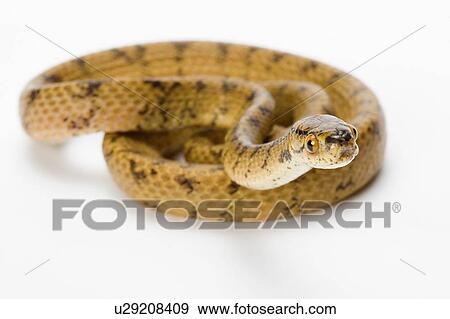 Chunk-Head Snake, Snake View Large Photo Image Stock Photo - Chunk-Head Snake, Snake. Fotosearch