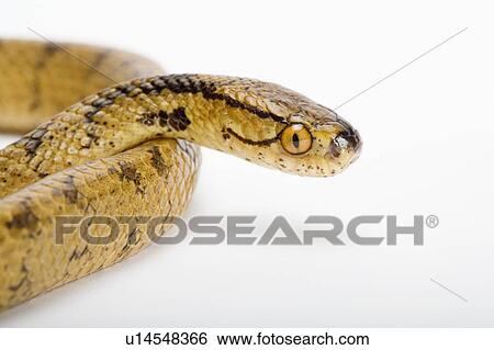 Chunk-Head Snake, Snake View Large Photo Image Stock Photograph - Chunk-Head Snake, Snake. Fotosearch