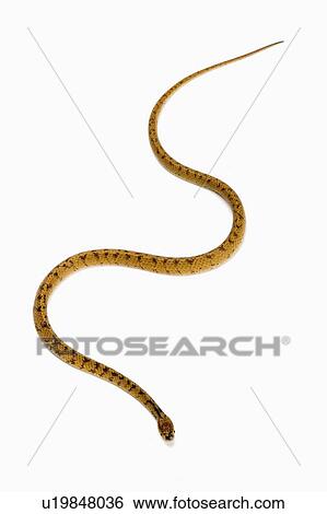 Stock Photograph - Chunk-Head Snake, Snake. Fotosearch