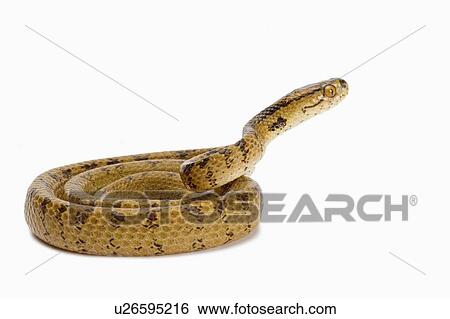 Stock Photograph - Chunk-Head Snake, Snake. Fotosearch