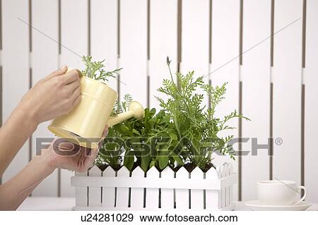 Close-up of hands watering potted plant with watering can View Large Photo Image Stock Photo - Close-up of hands watering potted plant with watering can. Fotosearch
