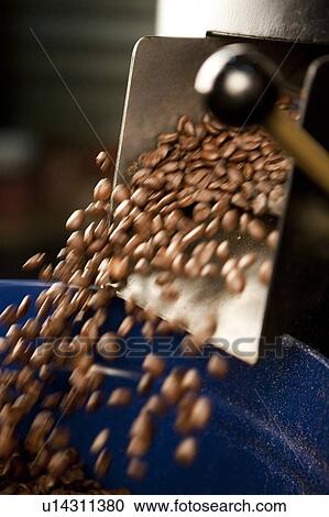 Stock Image - Coffee Bean, Food And Drink Industry, Coffee beans dropping from the roasting machine. Fotosearch