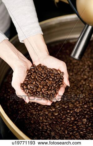 Coffee Culture, Human hands holding a stack of coffee beans View Large Photo Image Stock Image - Coffee Culture, Human hands holding a stack of coffee beans. Fotosearch