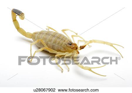 Stock Image - Deathstalker Scorpion. Fotosearch