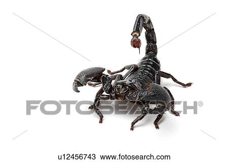 Emperor Scorpion, Scorpion View Large Photo Image Stock Image - Emperor Scorpion, Scorpion. Fotosearch
