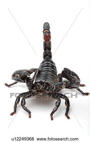 Emperor Scorpion, Scorpion View Large Photo Image Stock Photo - Emperor Scorpion, Scorpion. Fotosearch