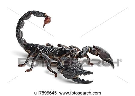 Emperor Scorpion, Scorpion View Large Photo Image Stock Photography - Emperor Scorpion, Scorpion. Fotosearch