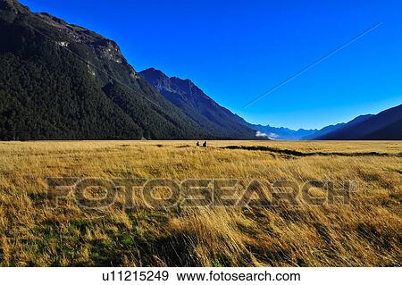 Stock Photo - Fiordland National Park, South Island New Zealand. Fotosearch