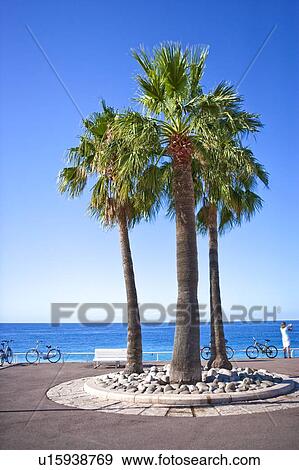 Stock Photo - France, Nice, Palm Tree by the beautiful coastline. Fotosearch
