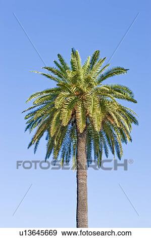 Stock Photo - France, Nice, Palm Tree. Fotosearch