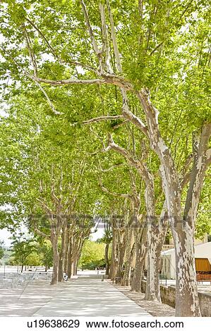 Stock Photo - France, Pont Du Gard, Treelined. Fotosearch