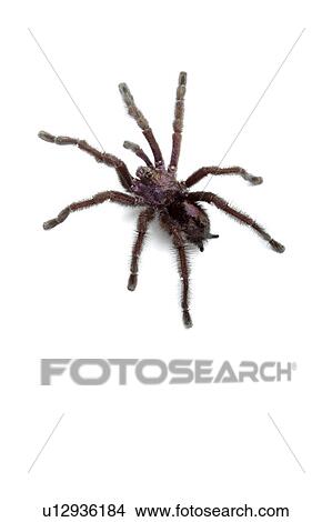 Giant pinktoe, Spider View Large Photo Image Picture - Giant pinktoe, Spider. Fotosearch