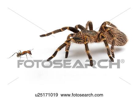 Stock Photo - Grammostola Aureostriata, Spider. Fotosearch