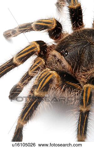 Stock Photograph - Grammostola Aureostriata, Spider. Fotosearch