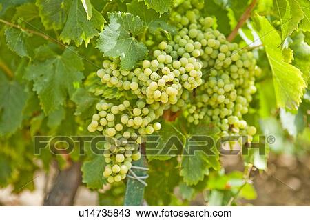 Grapes View Large Photo Image Stock Image - Grapes. Fotosearch